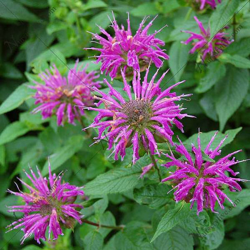 bergamot - plant