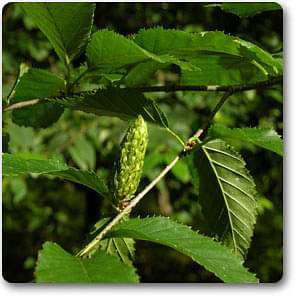 betula lenta - plant