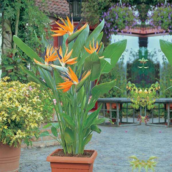 bird of paradise - plant