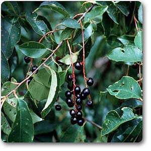 black cherry - plant