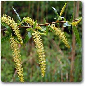 black willow - plant