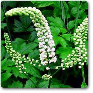 blackcohosh - plant