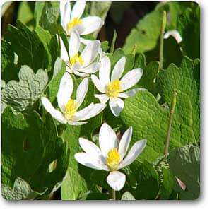 bloodroot - plant