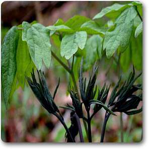 blue cohosh - plant