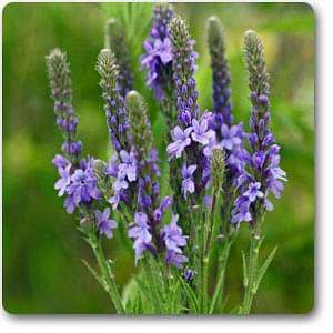 blue vervain - plant