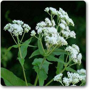 boneset - plant