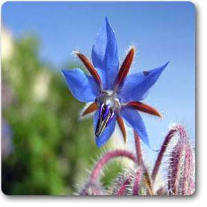 borago officinalis - plant