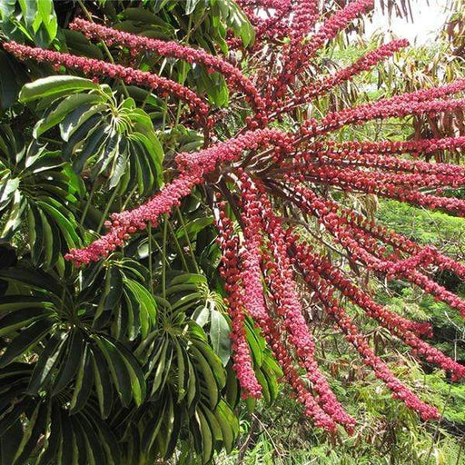 brassia actinophylla - plant