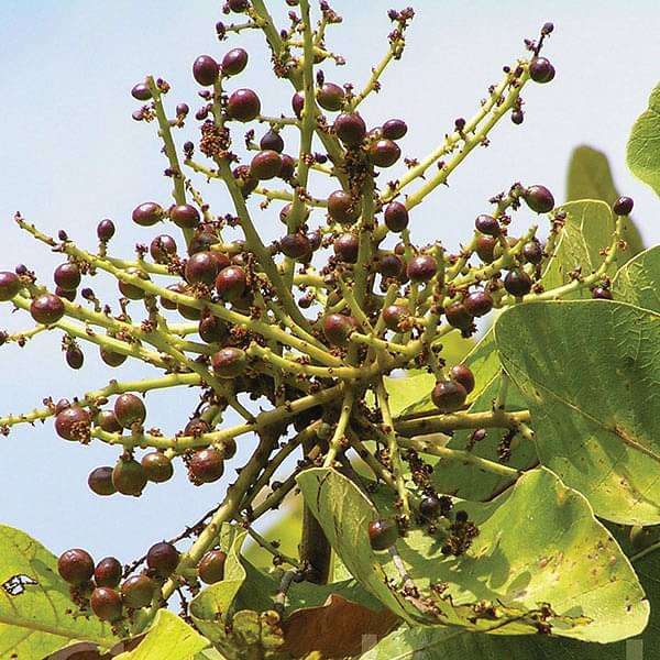 buchanania latifolia - plant