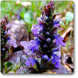 bugleweed - plant