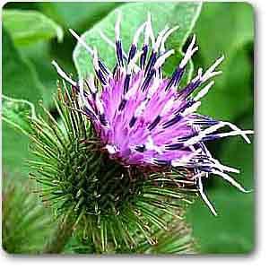 burdock - plant