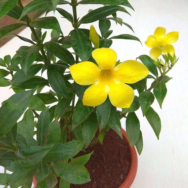 bush allamanda - plant