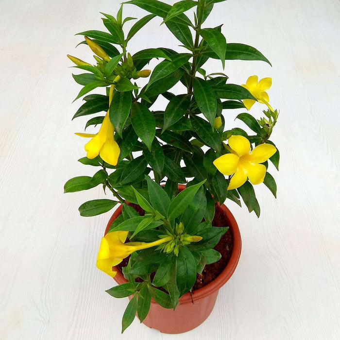 bush allamanda - plant