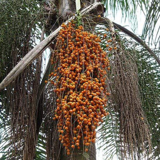 butia capitata: cocos capitata: syagrus capitata - plant