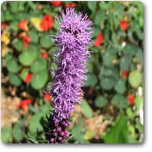 button snakeroot - plant