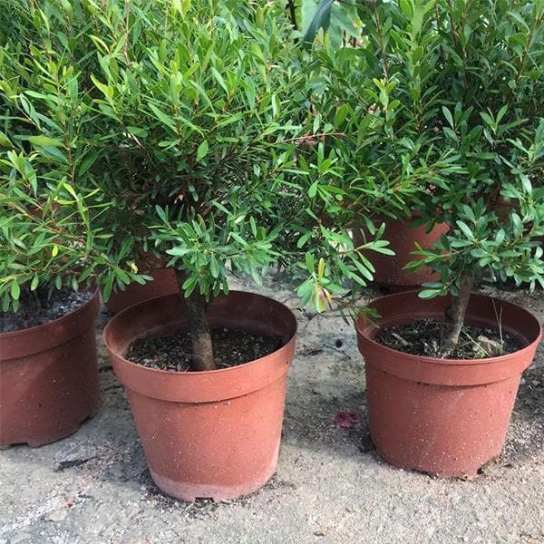 buxus bodinieri - plant