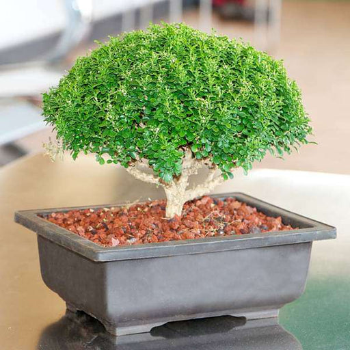 buxus bonsai - plant