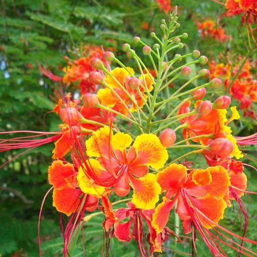 caesalpinia pulcherrima - plant