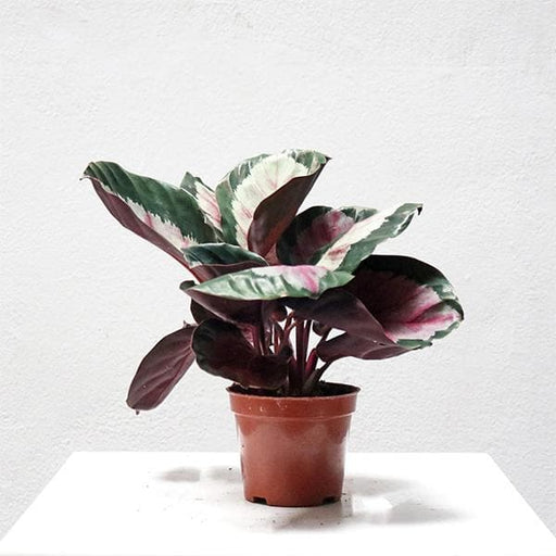 calathea corona - plant