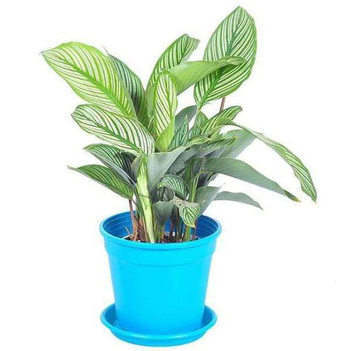 calathea ornata albolineata - plant