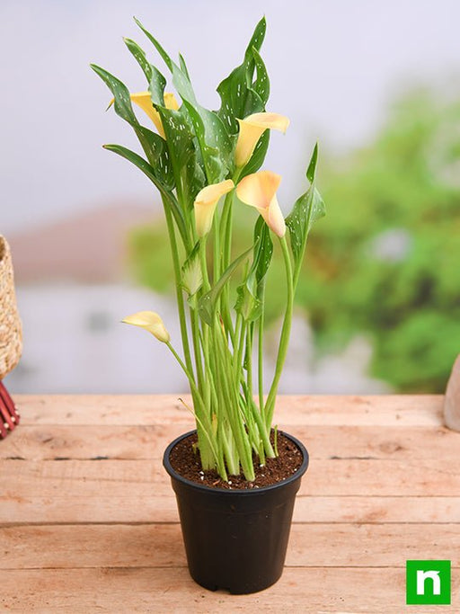 calla lily (any color) - plant