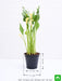 calla lily (any color) - plant