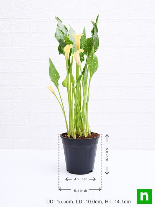 calla lily (yellow) - plant