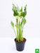 calla lily (any color) - plant