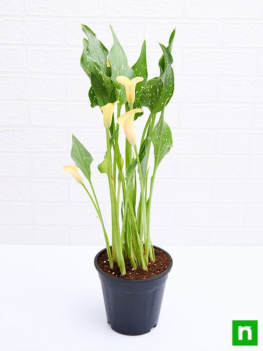 calla lily (yellow) - plant