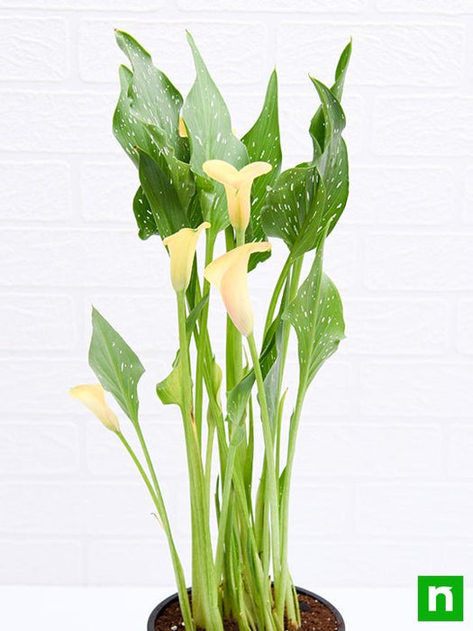 calla lily (yellow) - plant