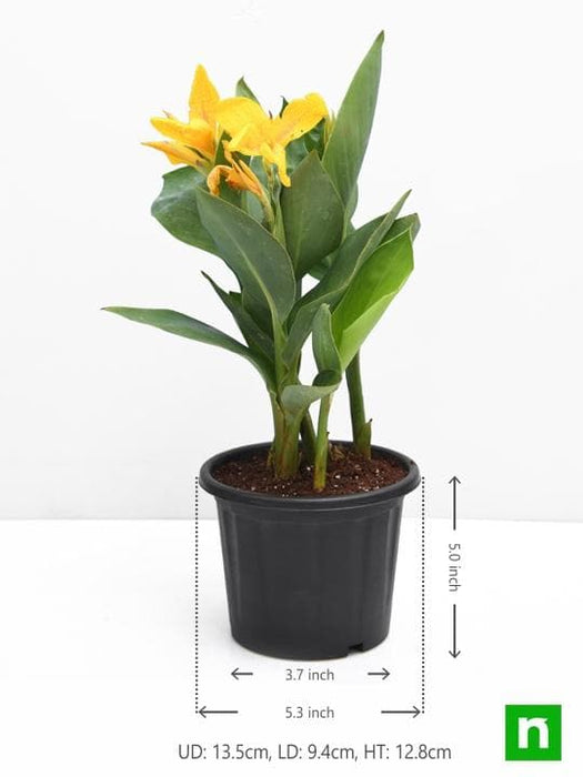 canna (yellow flower with green leaves) - plant