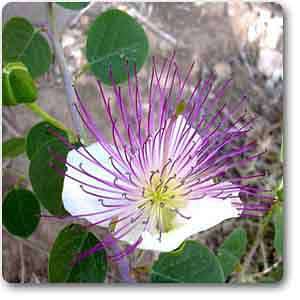 capparis spinosa - plant