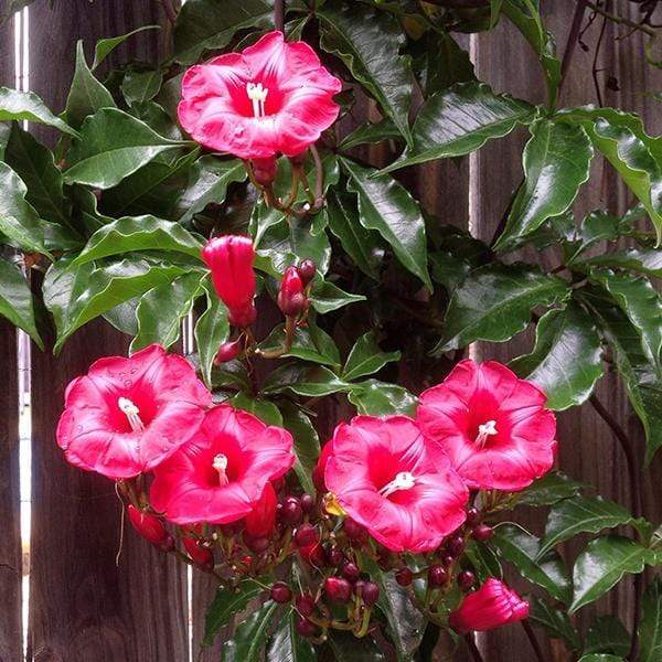 cardinal creeper - plant