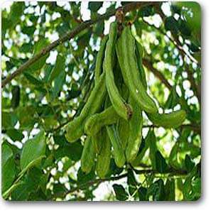 carob - plant