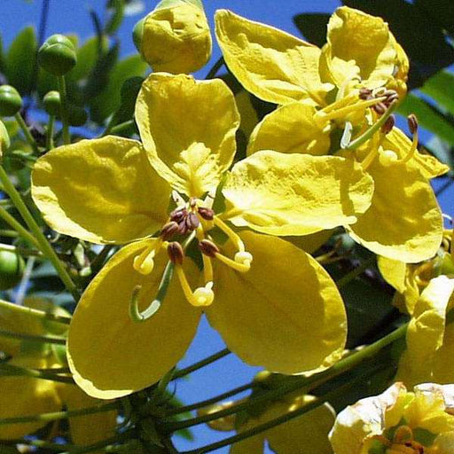 cassia absus - plant