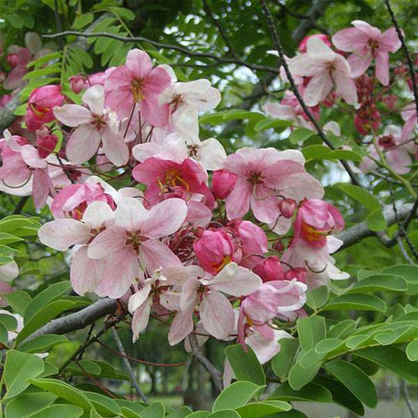 cassia javanica - plant