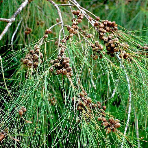 casuarina equisetifolia - plant