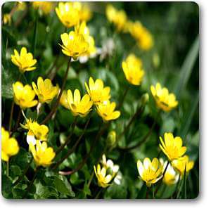 celandine - plant