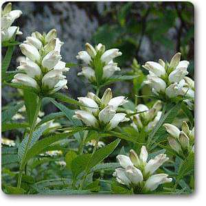 chelone glabra - plant