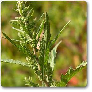 chenopodium ambrosioides anthelminticum - plant