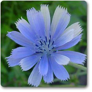 chicory - plant