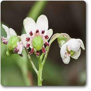 chimaphila umbellata - plant