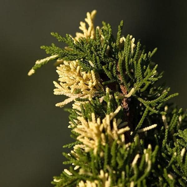 chinese juniper - plant