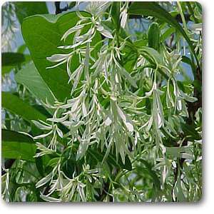 chionanthus virginica - plant