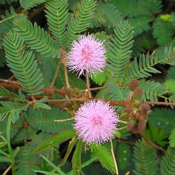 chuimui - plant