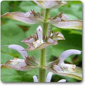 clary sage - plant