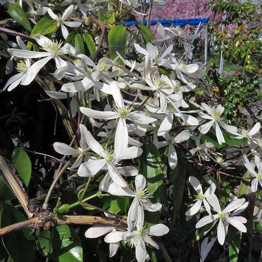 clematis triloba - plant