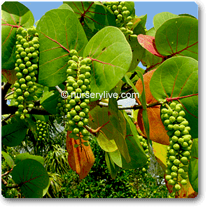 coccoloba uvifera variegated - plant