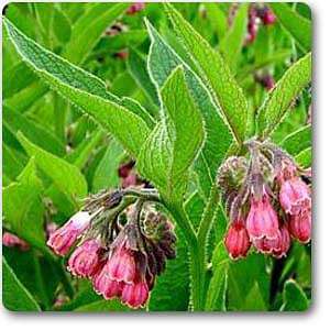 comfrey - plant