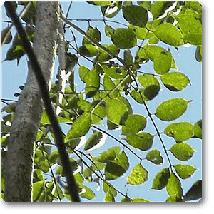 commiphora mukul - plant